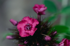 花卉石竹花林生石竹石竹图片